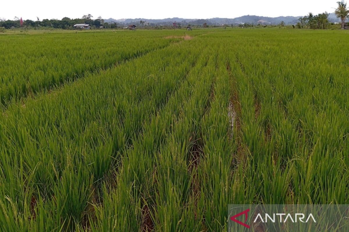 Kaltim Menargetkan Swasembada Beras 100% Pada 2026: Harapan atau Hipotesis?