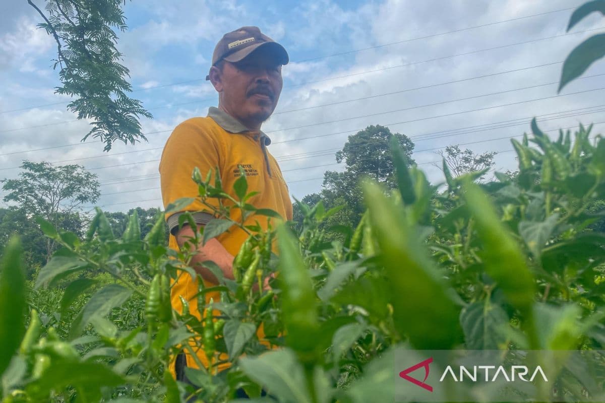 Kuningan Alokasikan 22.588 Ha Lahan Pertanian Pangan Berkelanjutan: Janji atau Sekadar Retorika?