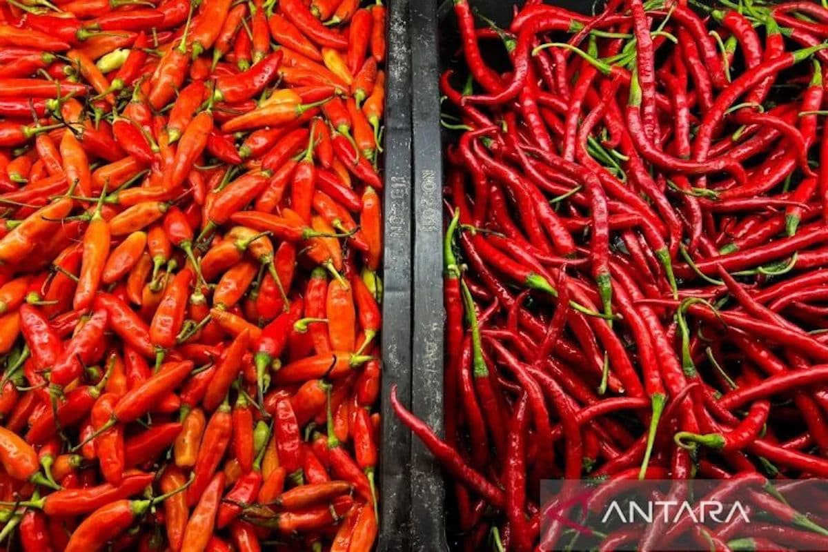 Harga Cabai Rawit Merah Melonjak ke Rp57.250/kg: Apa Makna di Balik Angka Ini?